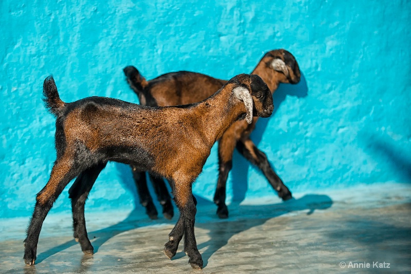two goats - ID: 14648649 © Annie Katz