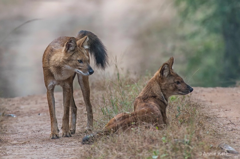 two indian wild dogs - ID: 14648651 © Annie Katz