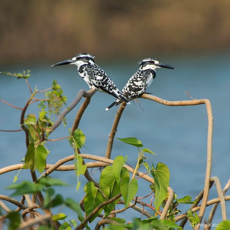 two pied kingfishers - ID: 14648655 © Annie Katz