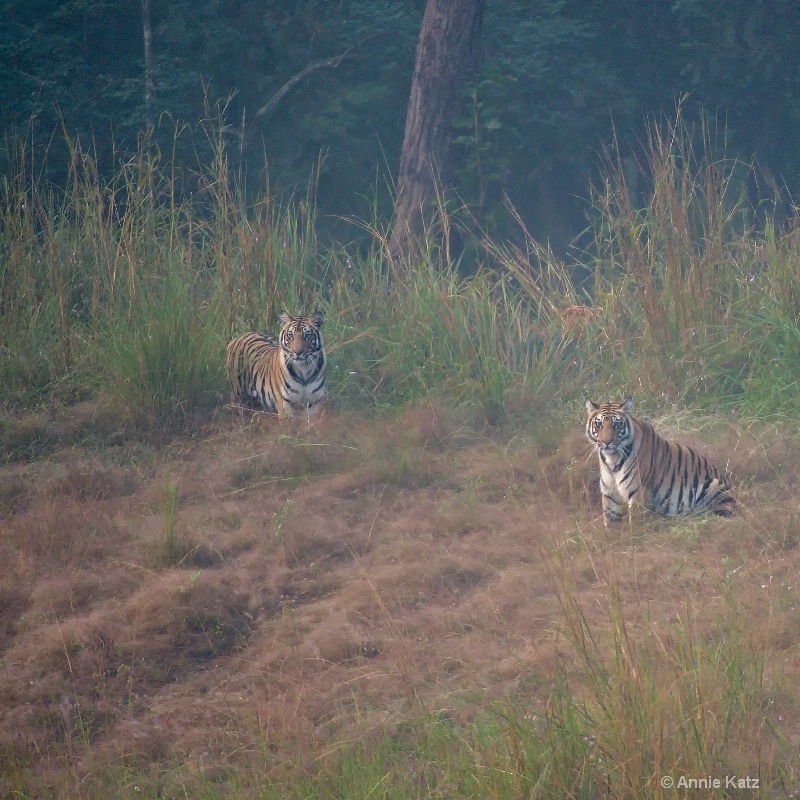 two tigers - ID: 14648656 © Annie Katz