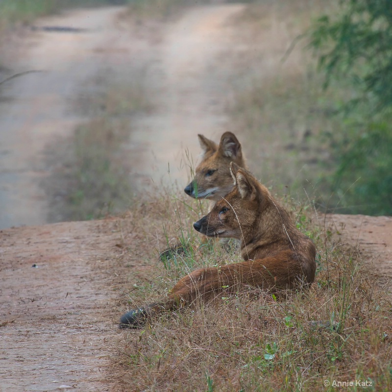 two wild dogs in the road - ID: 14648657 © Annie Katz