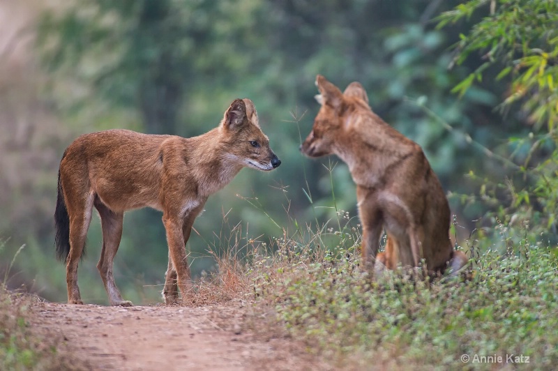 two wild dogs - ID: 14648658 © Annie Katz