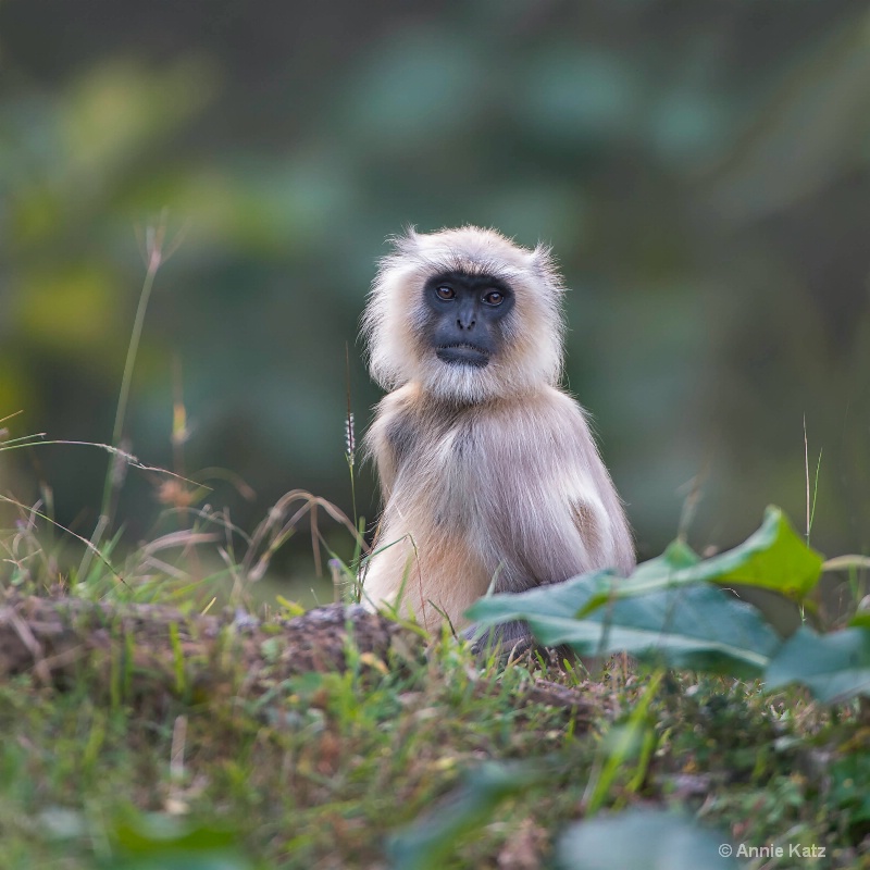 vervet monkey - ID: 14648660 © Annie Katz