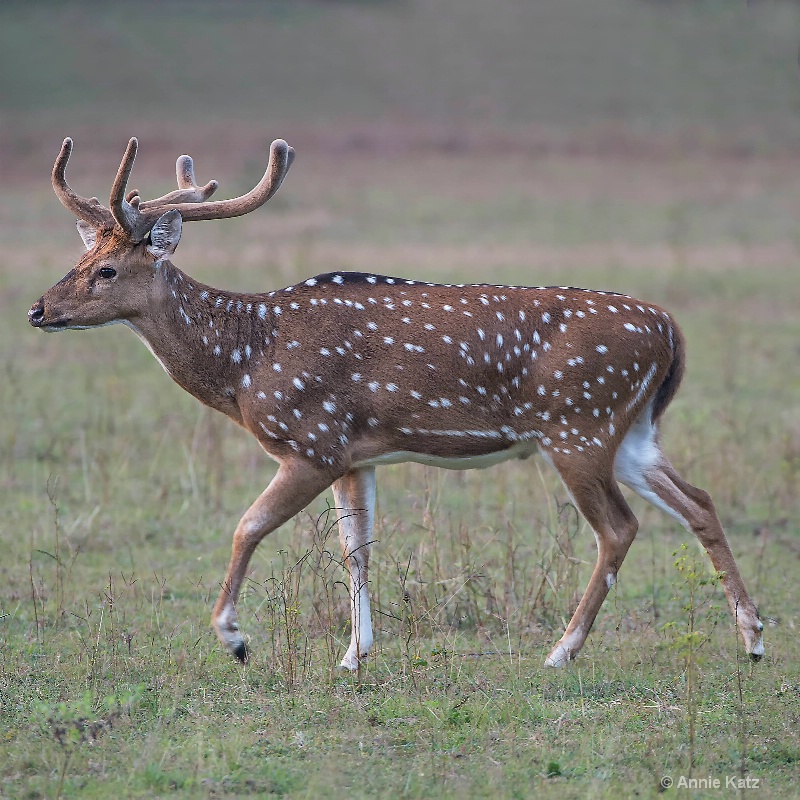 walking spotted deer - ID: 14648663 © Annie Katz