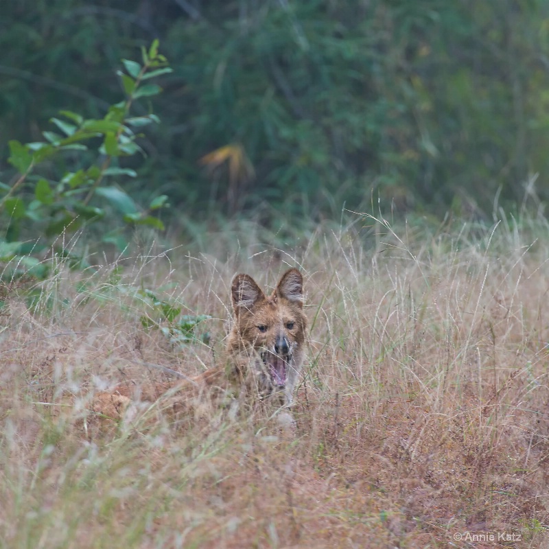 wild dog in the brush - ID: 14648667 © Annie Katz