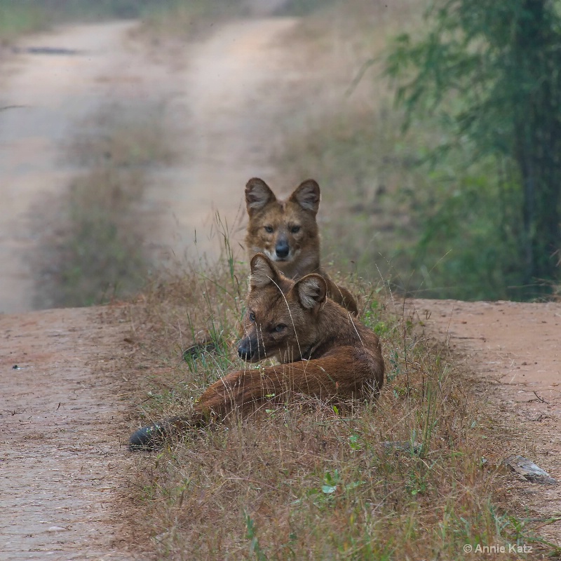 wild dogs in the road - ID: 14648669 © Annie Katz