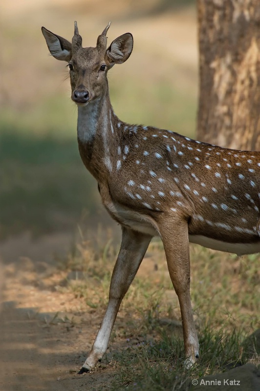 young male spotted deer - ID: 14648675 © Annie Katz