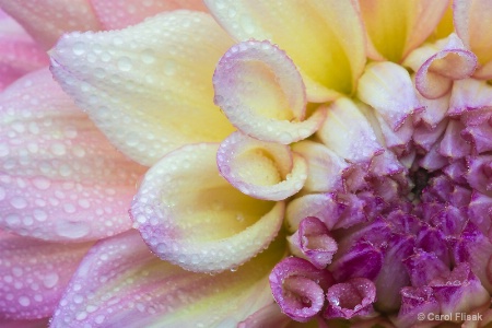 Diamond Studded Dahlia