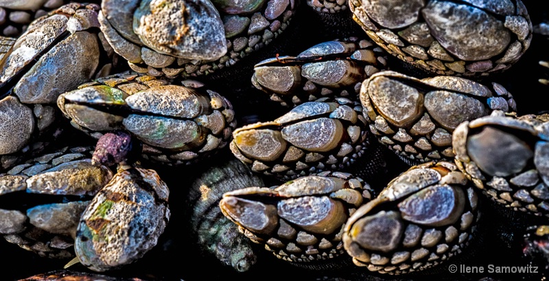 Patterns and Colors of Gooseneck Barnacles
