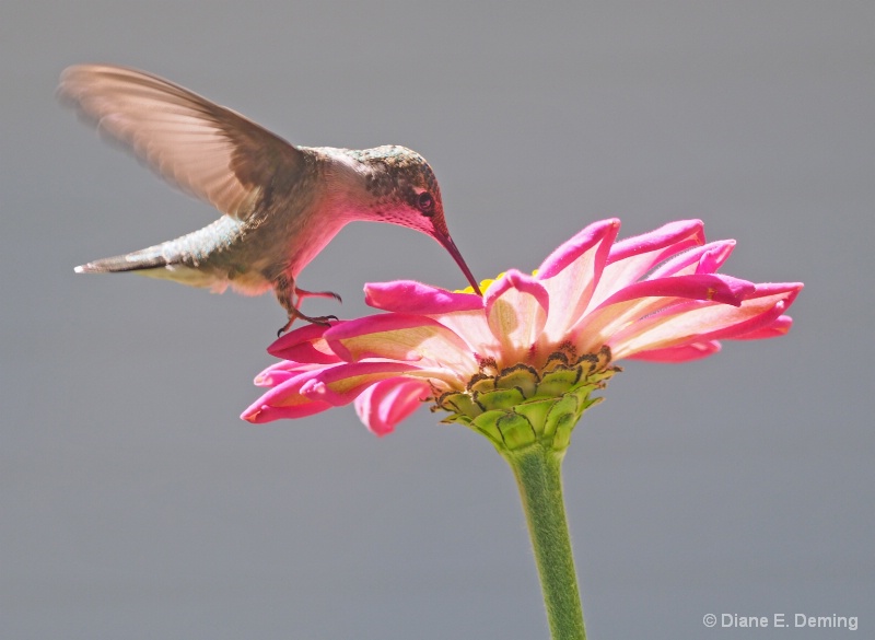 Delicate Landing