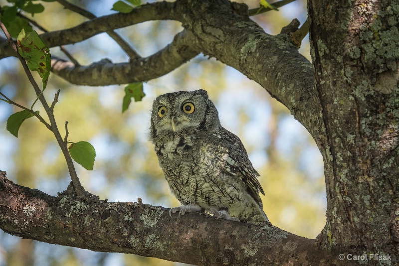 Female Screech Owl