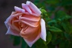 Old Town Rose