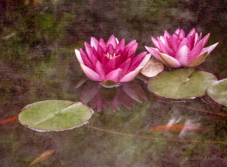 Water Lilies