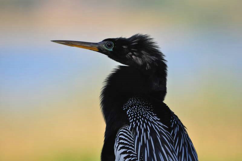 Anhinga