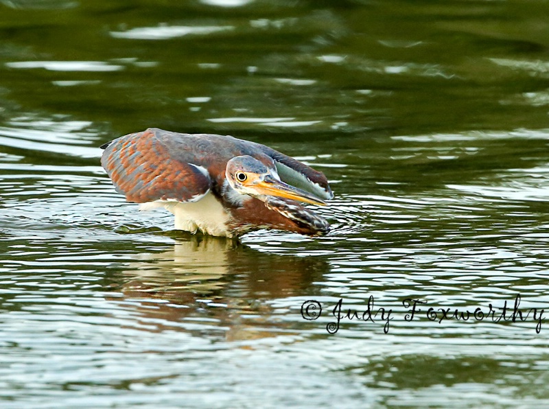Tricolored Heron Down Low
