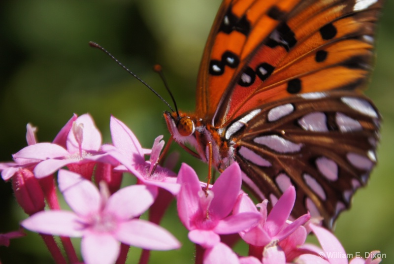 Gulf Fritillary Butterfly Face to Face