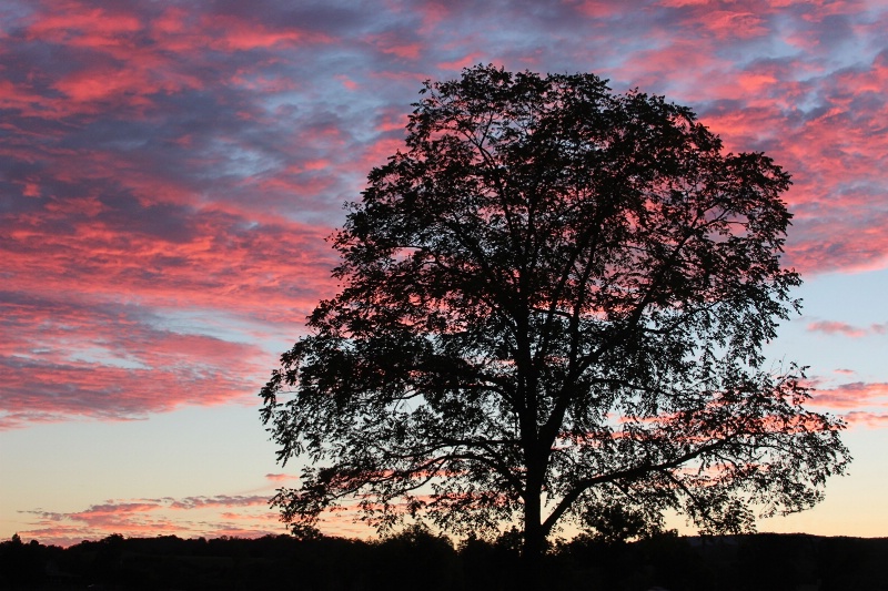 Sunset Tree - ID: 14650147 © Tammy M. Anderson
