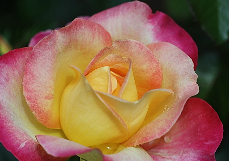 Dewtiful Rose