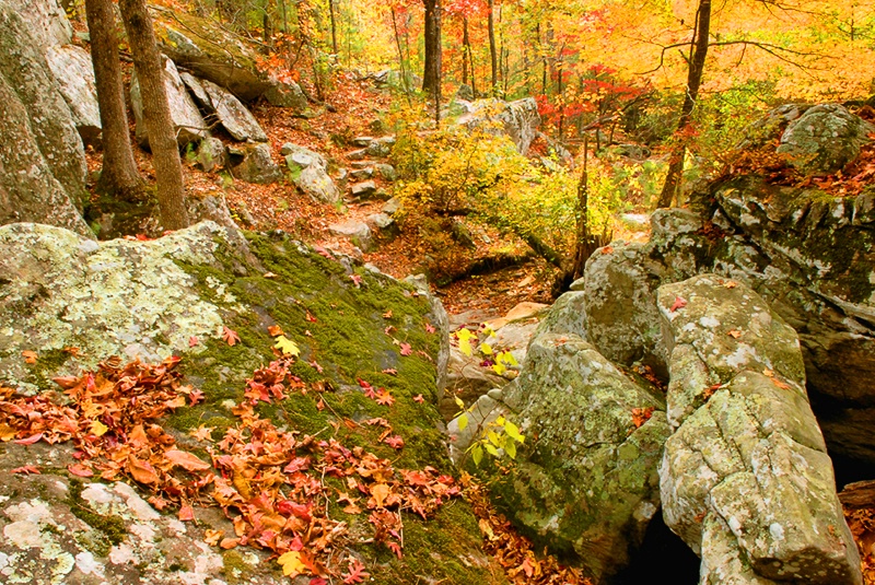 Autumn Trail