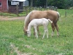 Mare and her colt