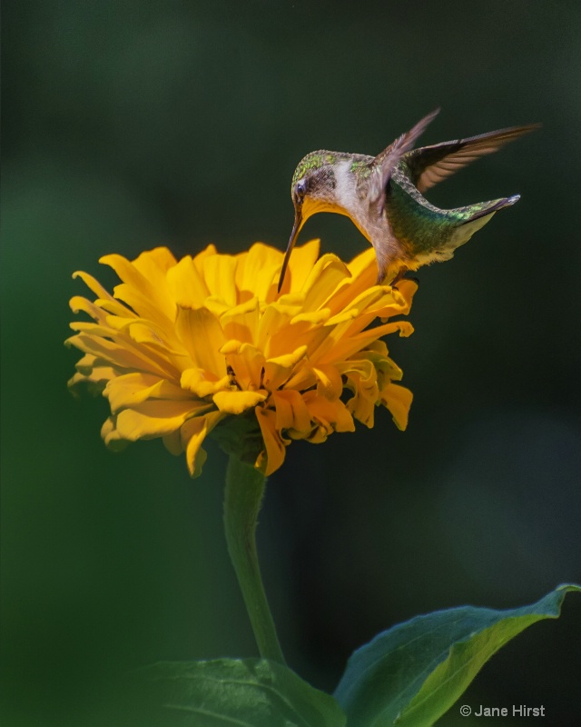 Pit Stop Hummingbird