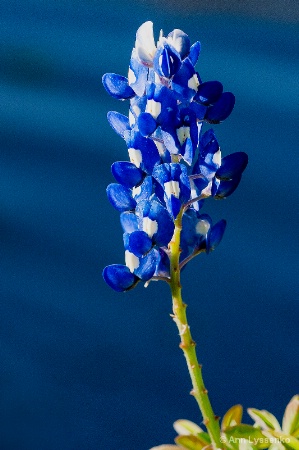 Lupine in Blue