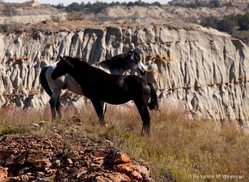 Wild stallion and mare - ID: 14651021 © Roxanne M. Westman