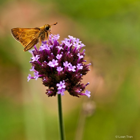 Skipper