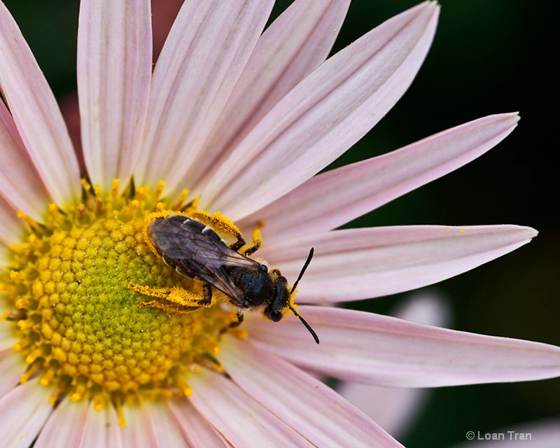 Pollen Collector - ID: 14651384 © Loan Tran