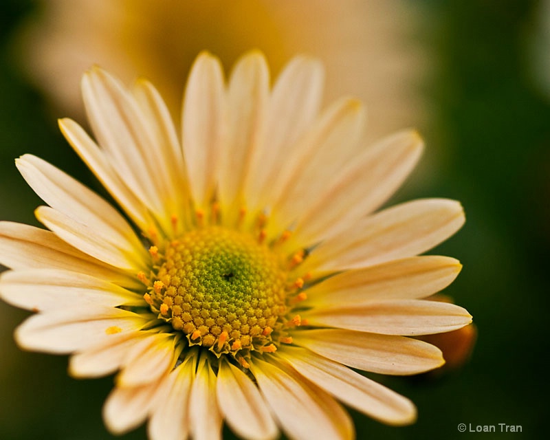 Little Chrysanthemum - ID: 14651386 © Loan Tran