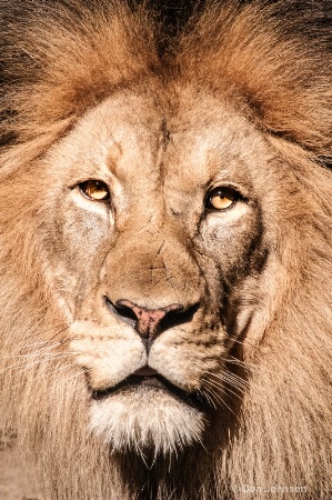 Portrait of a Lion 101