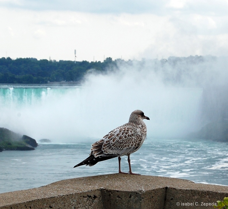 The view of the bird