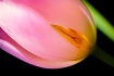 ~Tenderness ~ 