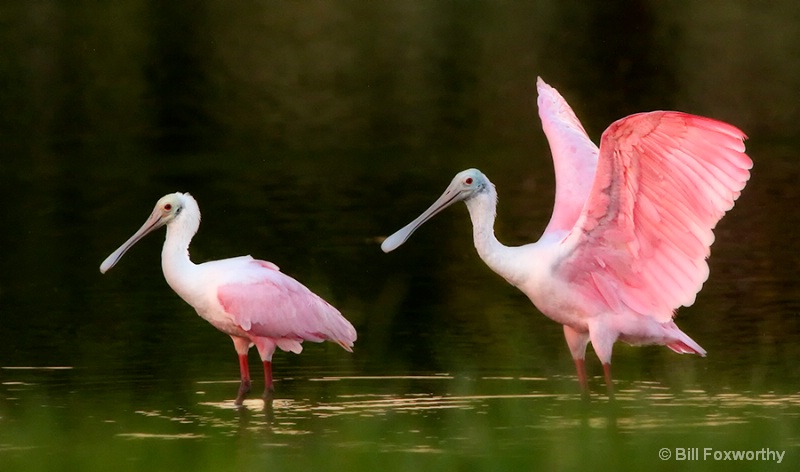 Spoonbill's By Pond Edge