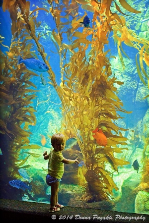 Kelp Forest at the Aquarium