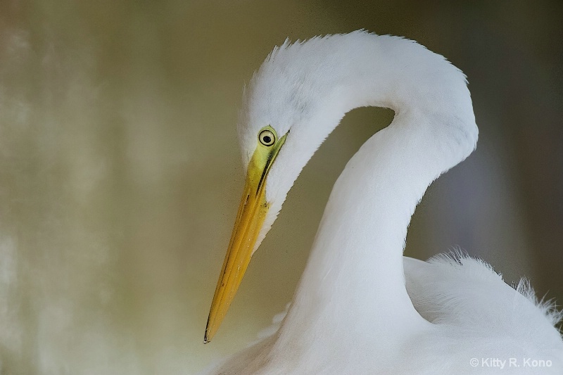Egret's Face
