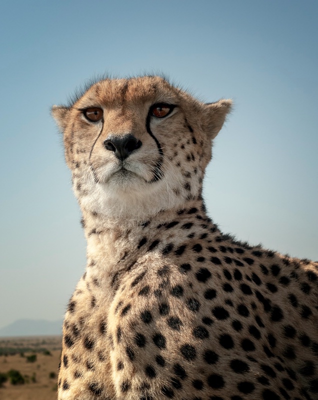 cheetah encounter - ID: 14652489 © Dawn Miller