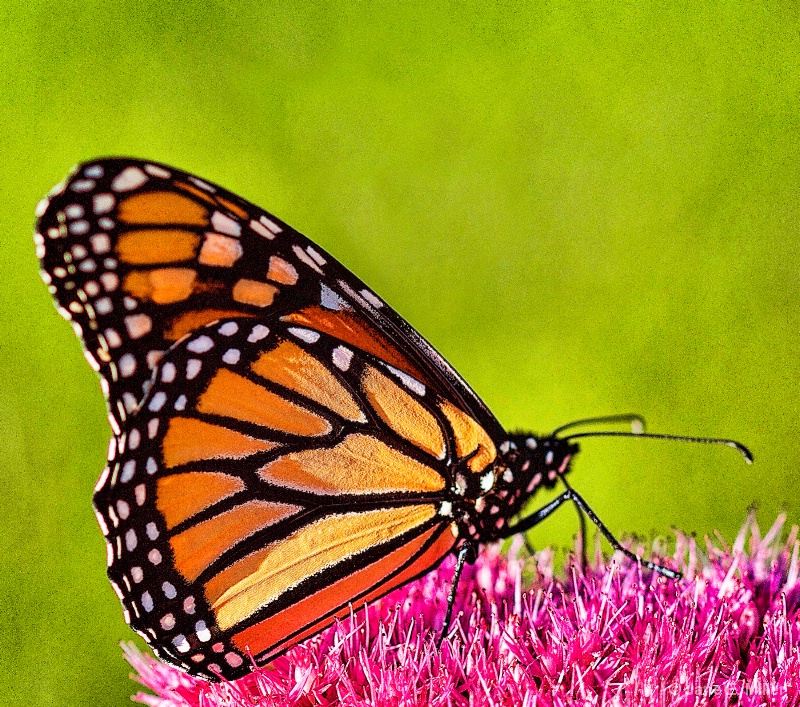 Magical Monarch