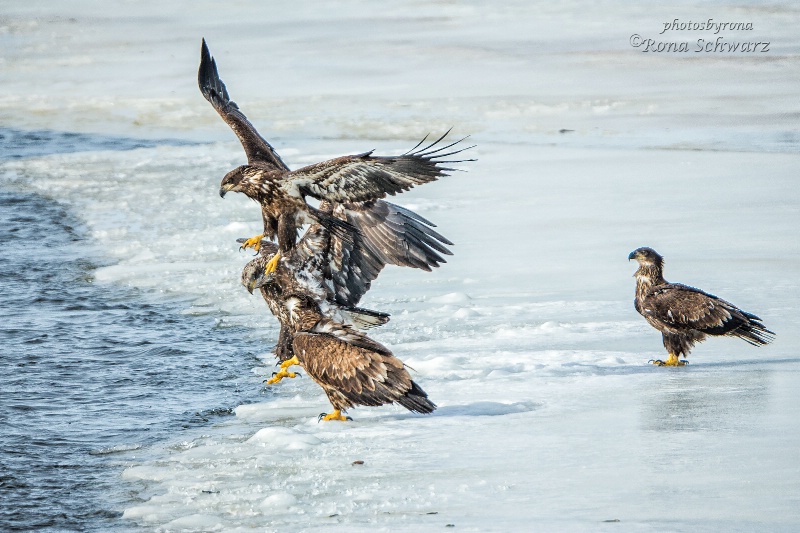 Territorial Dispute