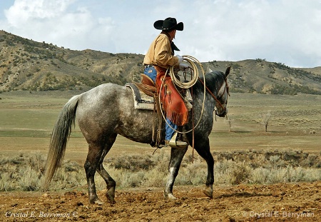 Cowboy gathering his cattle