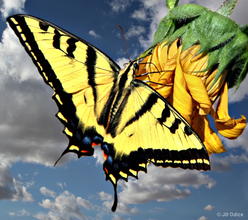 Sunflower and Friend