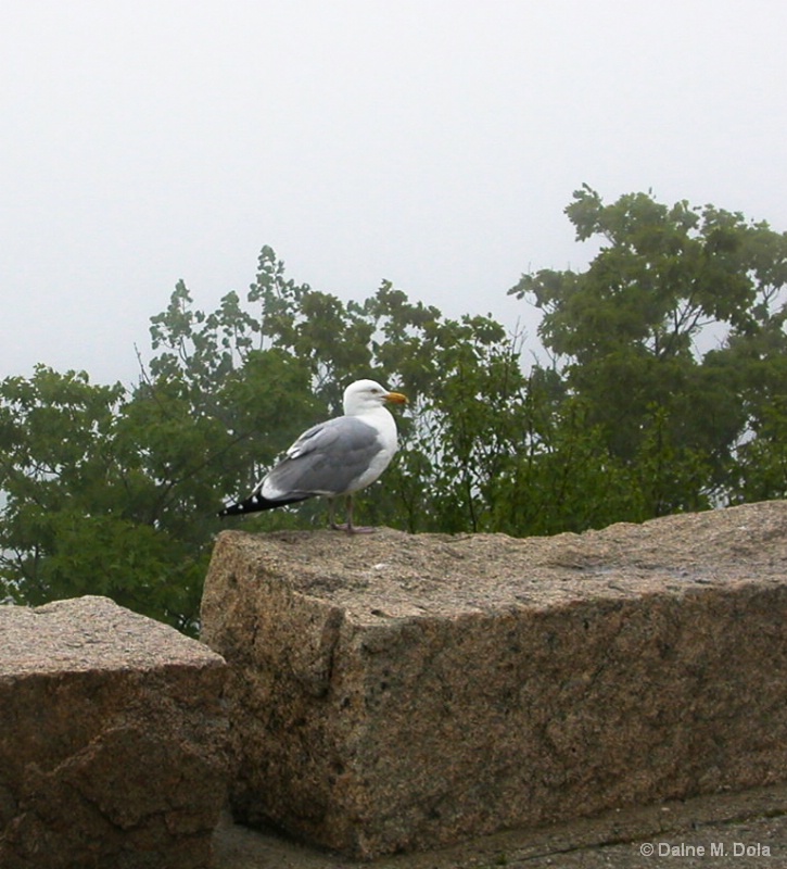 A Gull and Granite