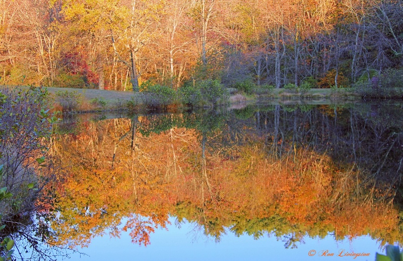 Pond Reflection