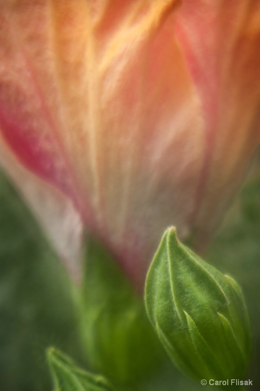 Possibilities - ID: 14652799 © Carol Flisak