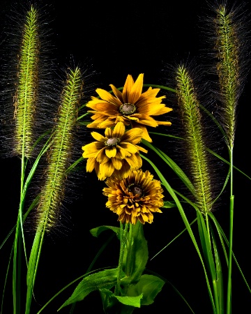 Rudbeckia by Grasses