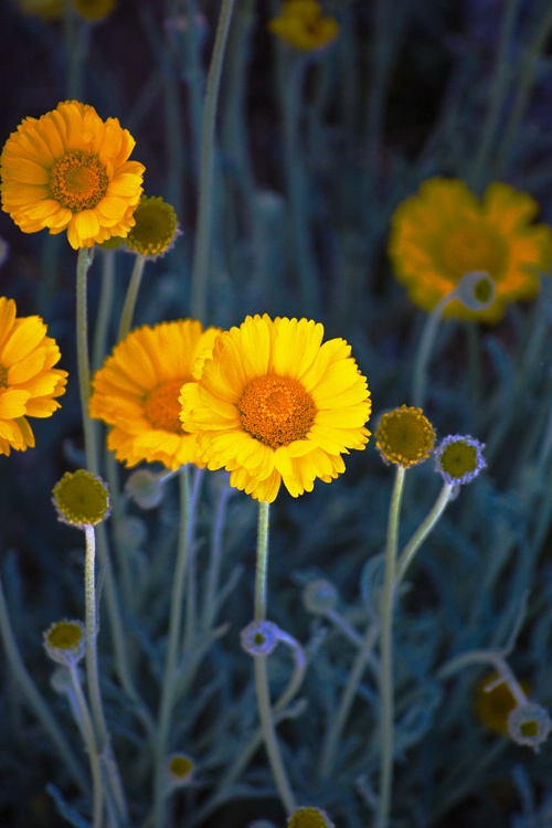 Desert Marigold