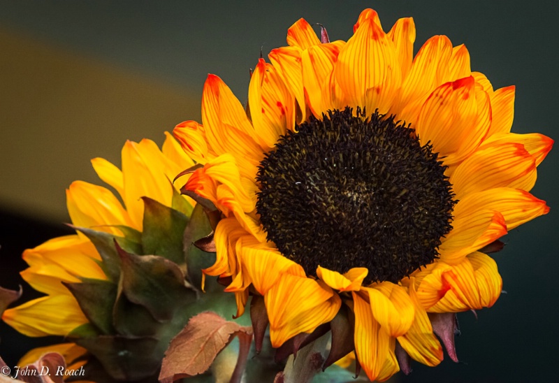 Vivid Sunflower