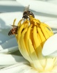 Bees on Lotus