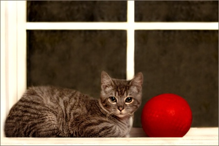 The Kitten and the Red Ball