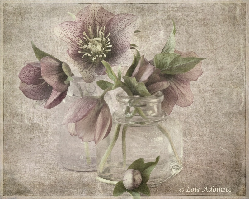 Lenten roses with lensbaby